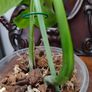 No.5 Monstera Green On Green sell as is Image 7