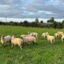 Top quality hogget ewes Image 6