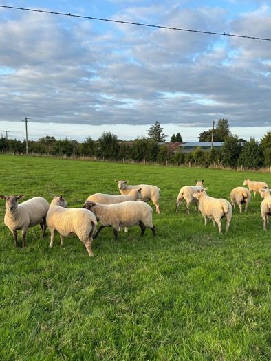Top quality hogget ewes