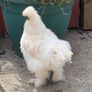 silkie roaster Image 4