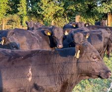 12 Homebred Angus Bullocks ( 340 Kgs )
