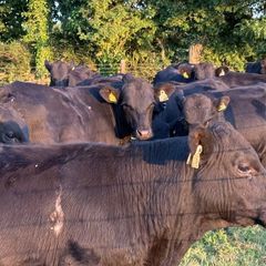 12 Homebred Angus Bullocks ( 340 Kgs )