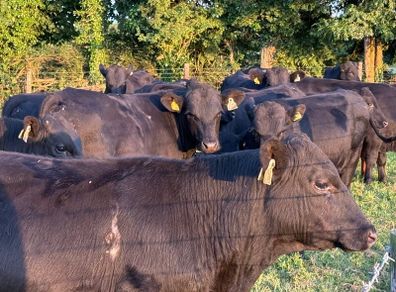 12 Homebred Angus Bullocks ( 340 Kgs )