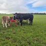 Show grade BBX heifer Image 4