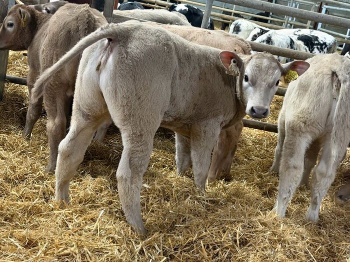 20 Charolais Heifer Calves