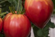 (T) Tomato Herodes seeds 0.2g (110711)