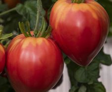 (T) Tomato Herodes seeds 0.2g (110711)
