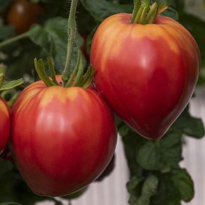 (T) Tomato Herodes seeds 0.2g (110711)
