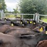 27 smashing Angus heifers Image 5