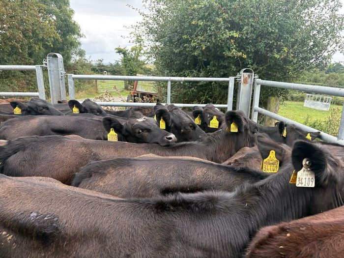 35 smashing  Angus heifers