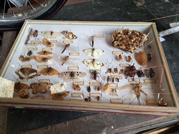 Vintage Entomological Insect Display