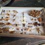 Vintage Entomological Insect Display Image 3