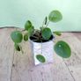Chinese Money Plant - Pilea peperomioides Image 4