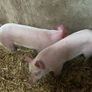 Pigs, weiner piglets Image 2