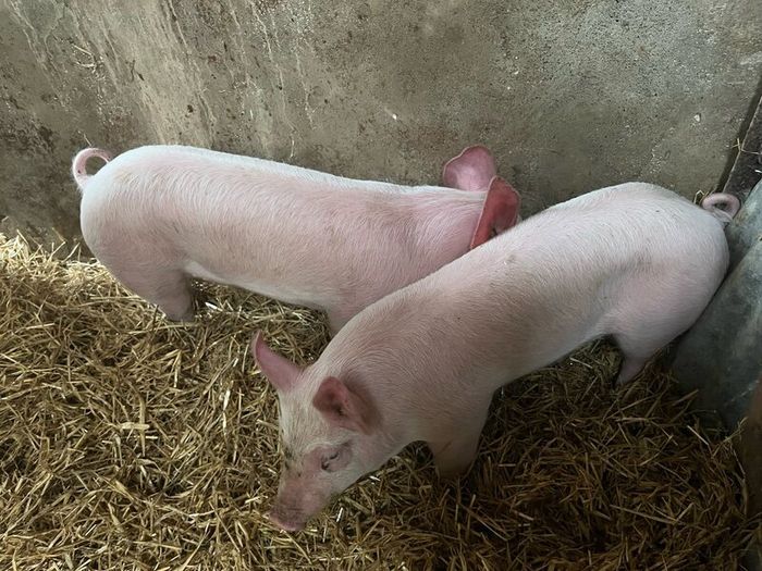 Pigs, weiner piglets