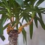 indoor plant Image 7