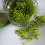 Jar of spring Green Reindeer Moss (Lichen) Image 2