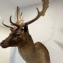 Fallow buck deer stag shoulder mount taxidermy 2 Image 2