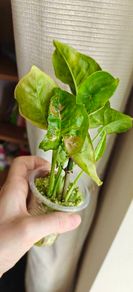 Syngonium Confetti Tricolor plant