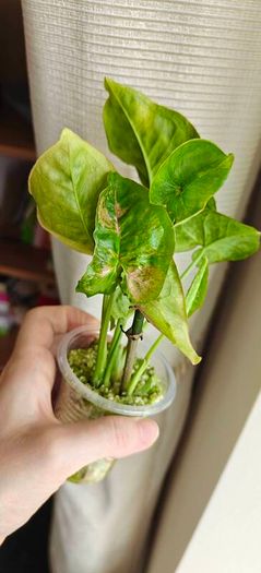 Syngonium Confetti Tricolor plant