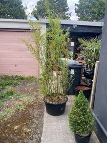 Bamboo - Phyllostachys Bissetii