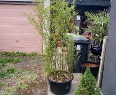 Bamboo - Phyllostachys Bissetii