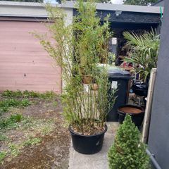 Bamboo - Phyllostachys Bissetii