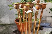 Corten steel Poppy heads.