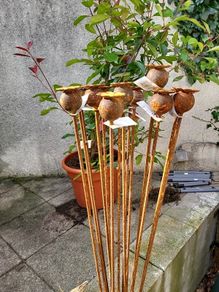 Corten steel Poppy heads.