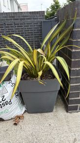Evergreen large Phormium Yellow Wave