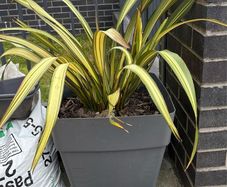 Evergreen large Phormium Yellow Wave
