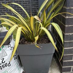 Evergreen large Phormium Yellow Wave