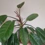 Philodendron 'Prince of Orange' Image 2