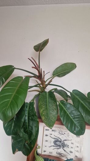 Philodendron 'Prince of Orange'