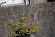 St Johns Wort plant