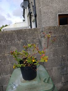 St Johns Wort plant