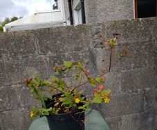 St Johns Wort plant