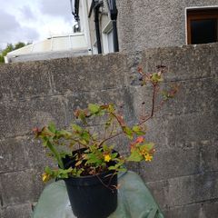 St Johns Wort plant