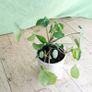 Chinese Money Plants - Pilea peperomioides Image 2