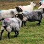 Organic Sheep Image 5