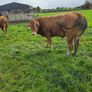 Pedigree Limousin Bulls Image 4