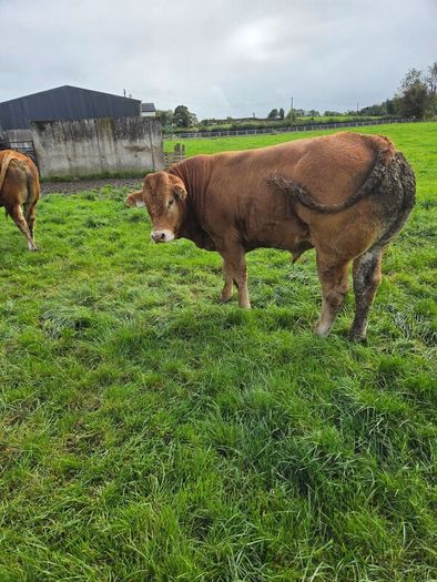 Pedigree Limousin Bulls