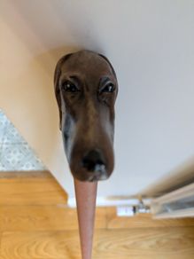 walking cane