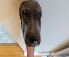 walking cane