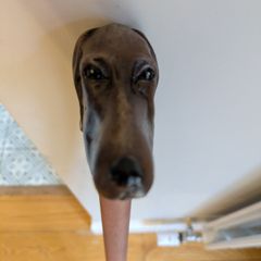 walking cane