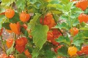 (G) Goldenberry Edulis seeds 0.2g (124176)