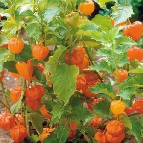 (G) Goldenberry Edulis seeds 0.2g (124176)