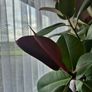 Ficus elastica Robusta  rubber plant Image 6