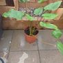 Indoor plant homalomena rubescens Image 3