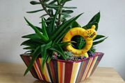 Sansevieria trifasciata 'Hahnii', crassula succulent plant arrangement in the ceramic pot